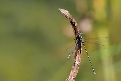 Chalcolestes viridis